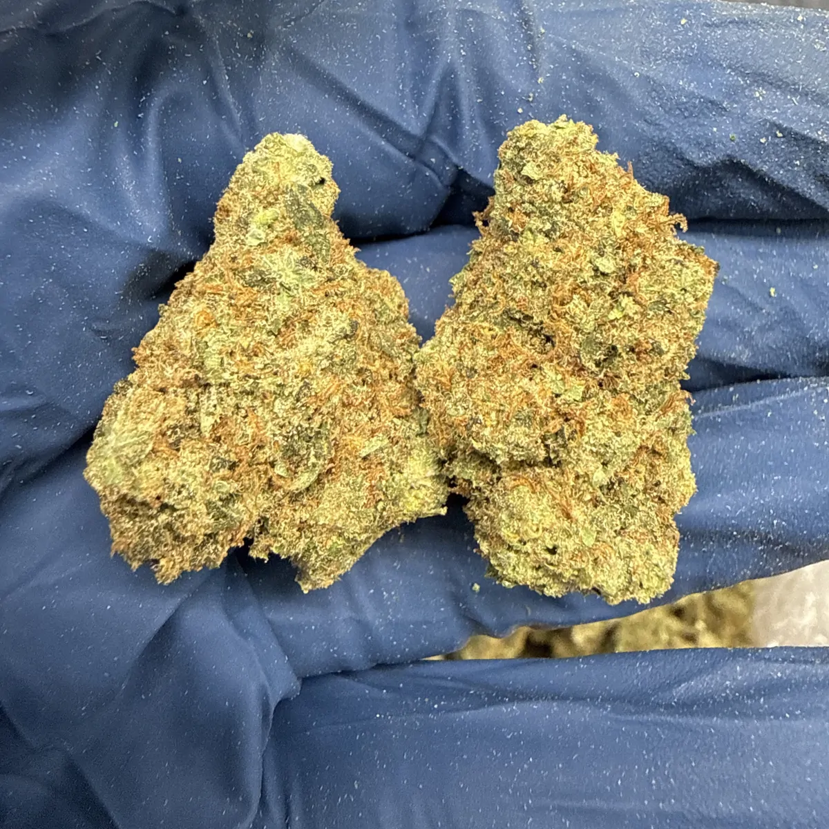 Jack Herer Flower